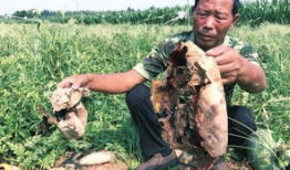 方山吃瓜最新事件爆料新闻